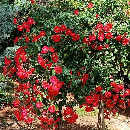 Sun Garden Malinska